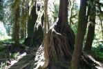 PICTURES/Ho Rainforest - Ho Trail/t_Gnarley Roots2.JPG